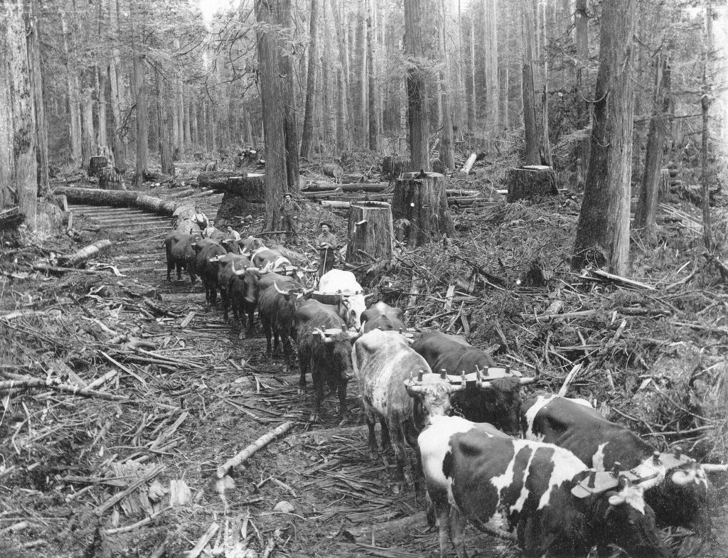 Ox Team Hauling Logs Royal City Mills Camp Near Vancouver, B.C. [AM54-S4-: Log P4]