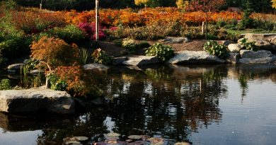 Alma VanDusen Garden : pond
