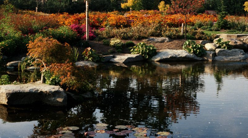 Alma VanDusen Garden : pond