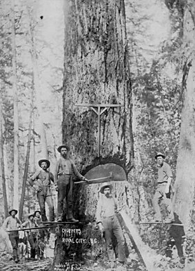 Logging in New Westminster, circa 1880
